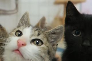 Podezřelá úmrtí zvířat v městském útulku - Seznam Zprávy